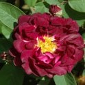 Tuscany Superb Potted Rose