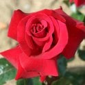Thinking Of You Potted Rose