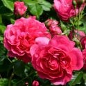 Uetersen Potted Rose