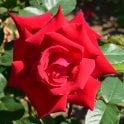 Uncle Walter Bare Root Rose