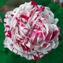 Variegata Di Bologna Potted Rose