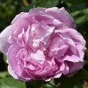 Vick's Caprice Bare Root Rose