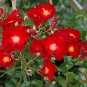 Flower Carpet Red Velvet Potted Rose