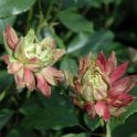 Viridiflora Potted Rose