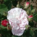 Village Maid Bare Root Rose