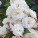 Waterloo Potted Rose