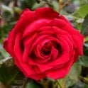 Wedding Celebration Potted Rose