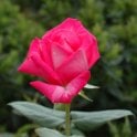 Wendy Cussons Potted Rose