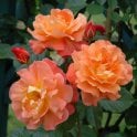 Westerland Potted Rose