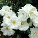 Flower Carpet White Potted Rose