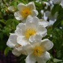 Wickwar Potted Rose