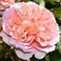 It's A Wonderful Life Potted Rose