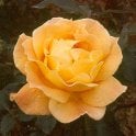 Whisky Mac Potted Rose