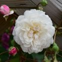 White Pet (Bush) Potted Rose