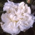 White Provence Bare Root Rose