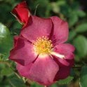 Wild Rover Potted Rose
