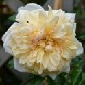 Gardenia (Weeping Standard) Bare Root Rose