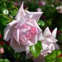 New Dawn (Weeping Standard) Potted Rose