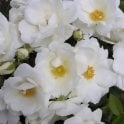 White Star Potted Rose