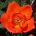 Warm Welcome Potted Rose