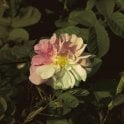 York and Lancaster Bare Root Rose