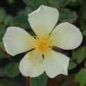 Yellow Mutabilis Potted Rose