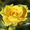 Yellow Patio Potted Rose