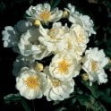 Yvonne Rabier Potted Rose