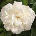 Diamond Dad Bare Root Rose