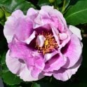 Eyes For You Bare Root Rose