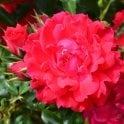 Raspberry Royale (Patio Standard) Bare Root Rose
