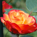 Rumba Potted Rose