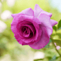 Violette Perfume Potted Rose