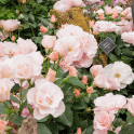 Linda Lee Bare Root Rose