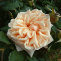 Adam Potted Rose