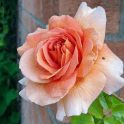 Bettina Bare Root Rose