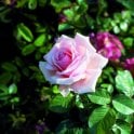 Anna Pavlova Potted Rose