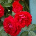 Attleborough Potted Rose
