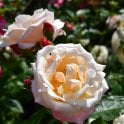 Chanelle Potted Rose