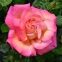 Chicago Peace Potted Rose