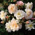 Comtesse Andre d'Oultremont Potted Rose
