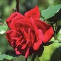 Crimson Glory (Bush) Bare Root Rose