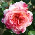 Designer Sunset (Patio Standard) Potted Rose