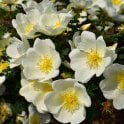 Dunwich Rose Potted Rose