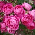 Empereur Charles Iv Potted Rose