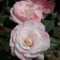English Miss Potted Rose