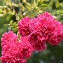 Excelsa Potted Rose
