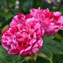 Ferdinand Pichard Potted Rose