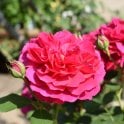 Frilly Cuff Potted Rose