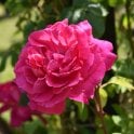 General Macarthur Bare Root Rose